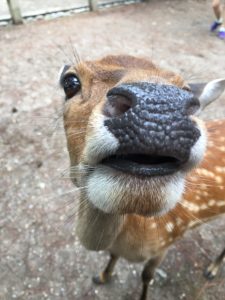 鹿鹿鹿 京都市右京区の梅津動物病院 西京区の桂坂どうぶつ病院